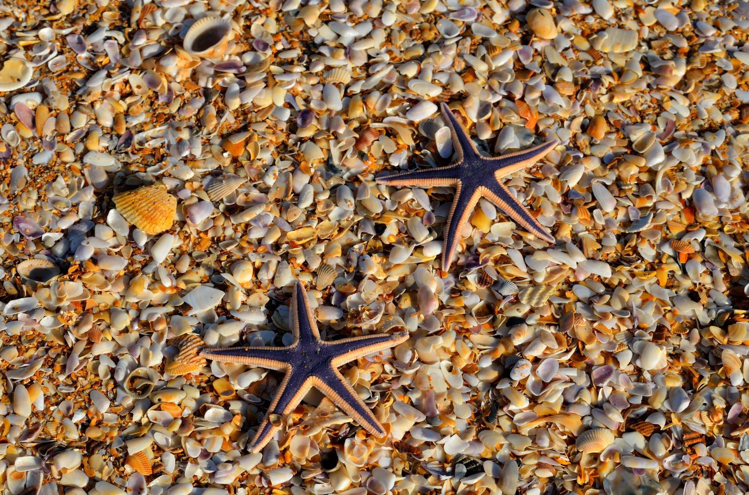 étoiles de mer sur les galets photo