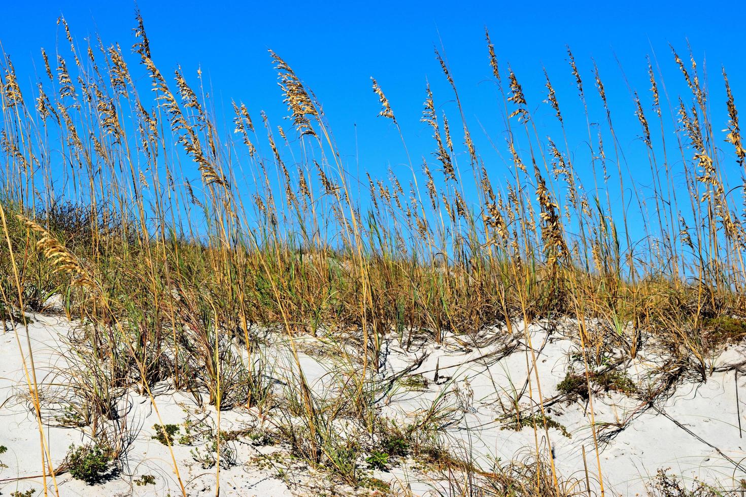 avoine de mer sur la dune de sable photo