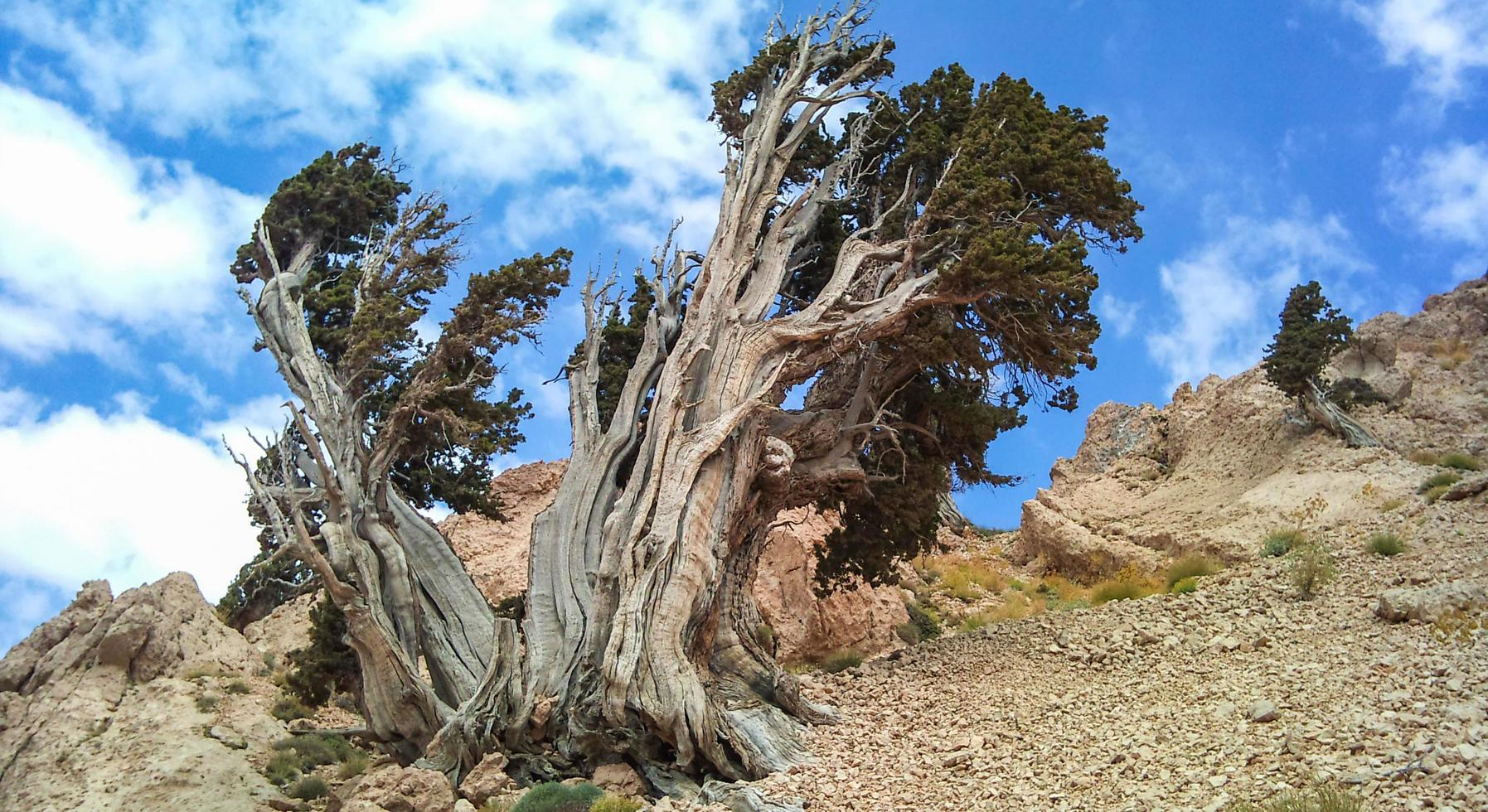 Très vieil arbre dans la ville d'Ardakan photo