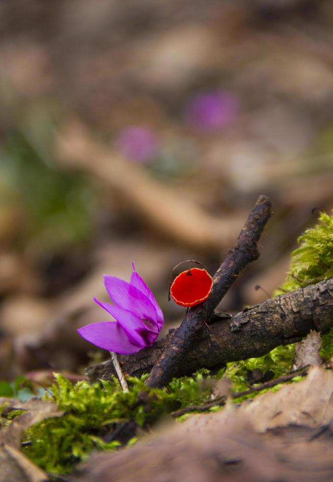 un champignon indien rouge dans la jungle photo
