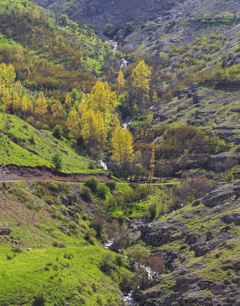 route au milieu d'une jungle photo