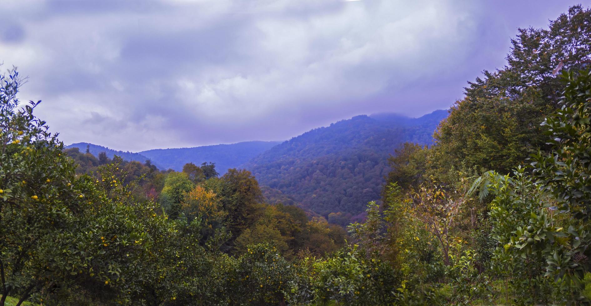 jungle et montagnes brumeuses photo