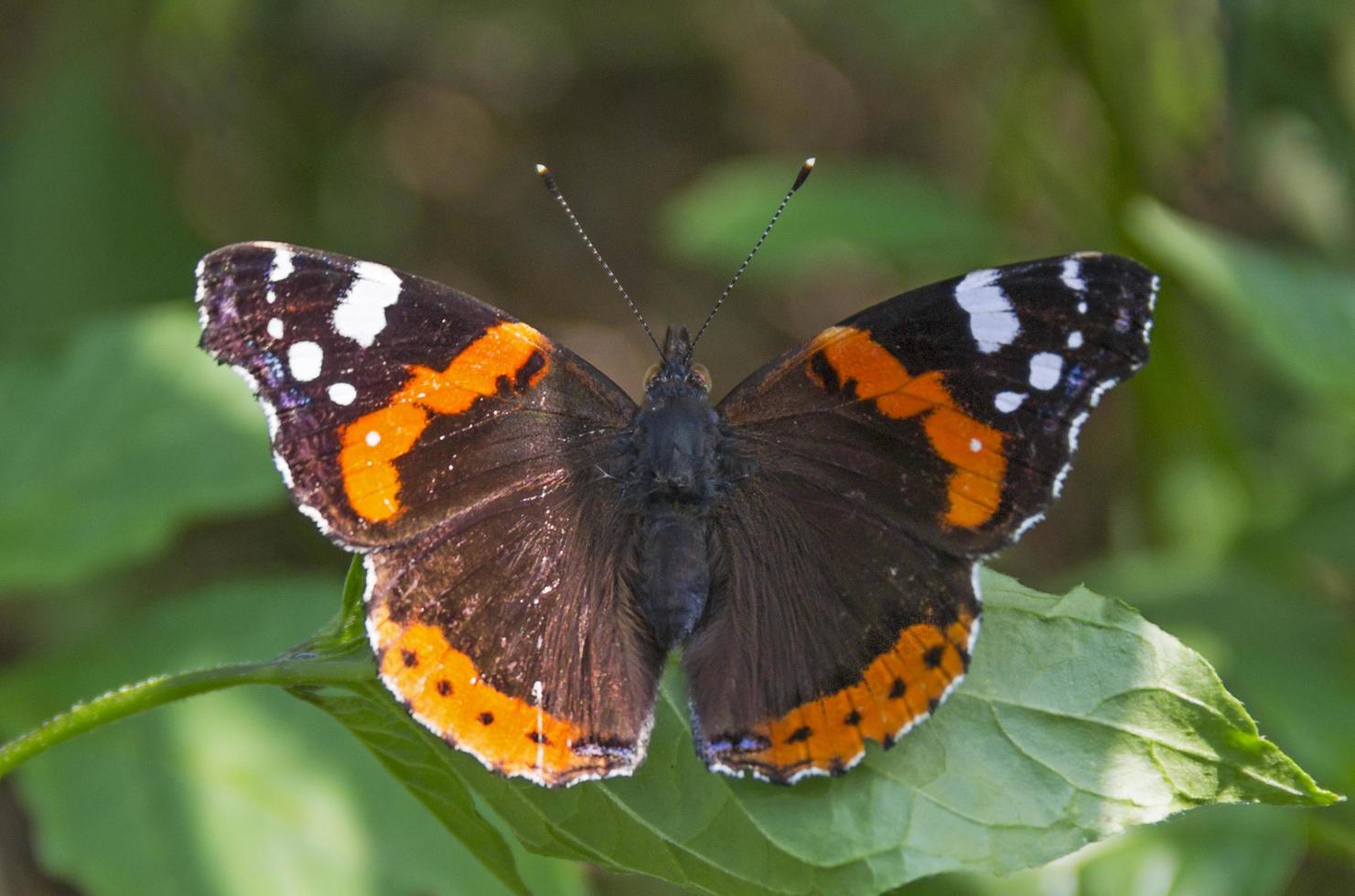 le papillon se repose photo