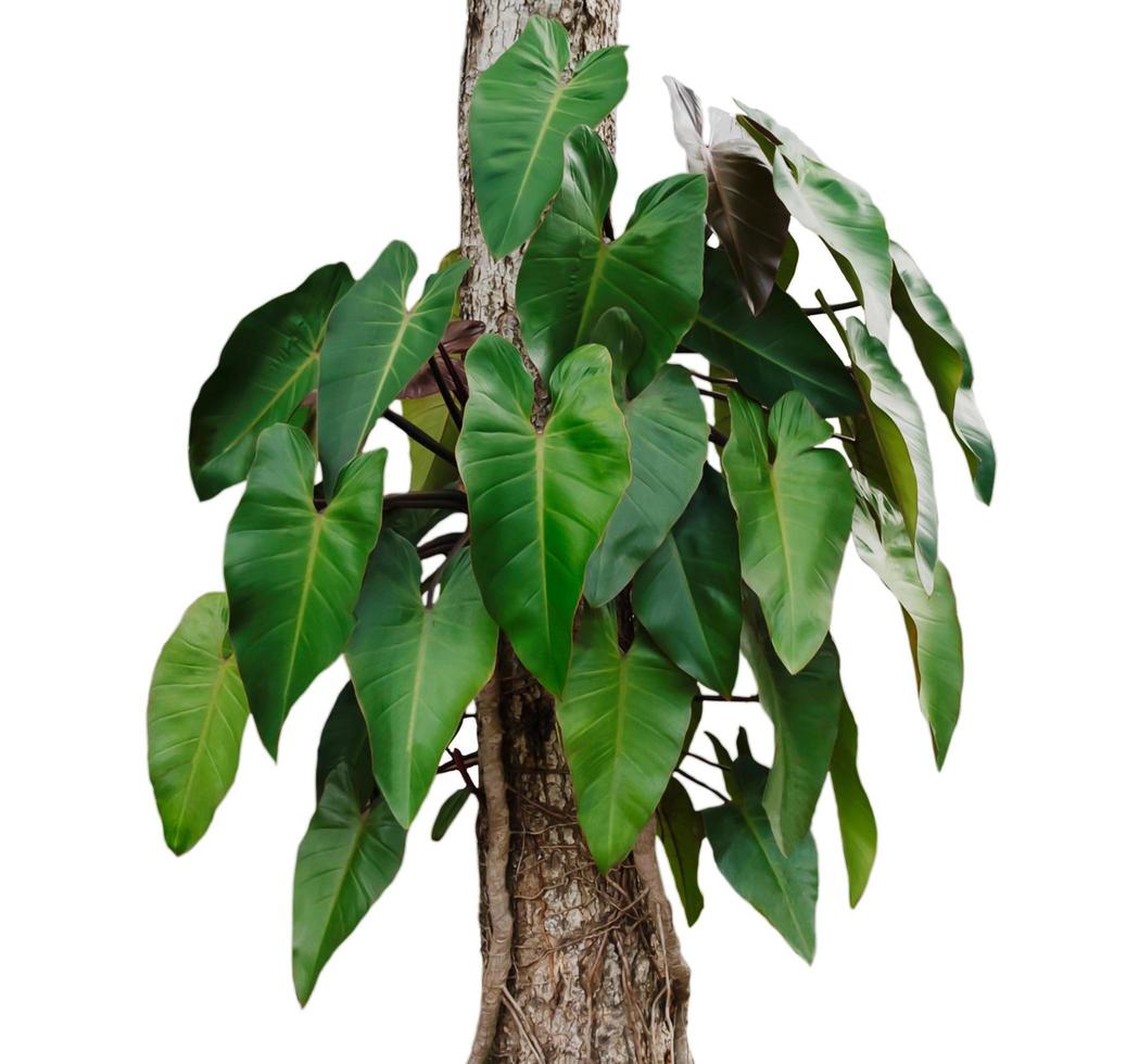 petites feuilles de monstera sur un arbre photo