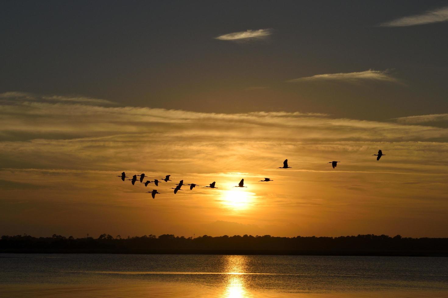 hérons volant au coucher du soleil photo