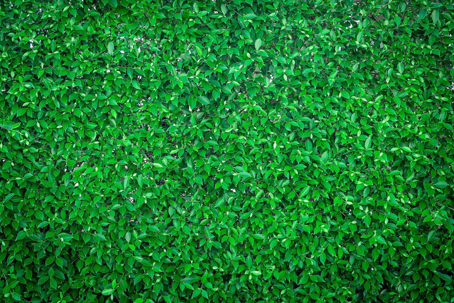 vue de dessus de l'herbe verte photo