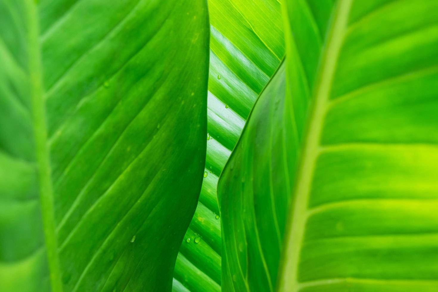 fond de feuille verte avec des gouttes de pluie photo