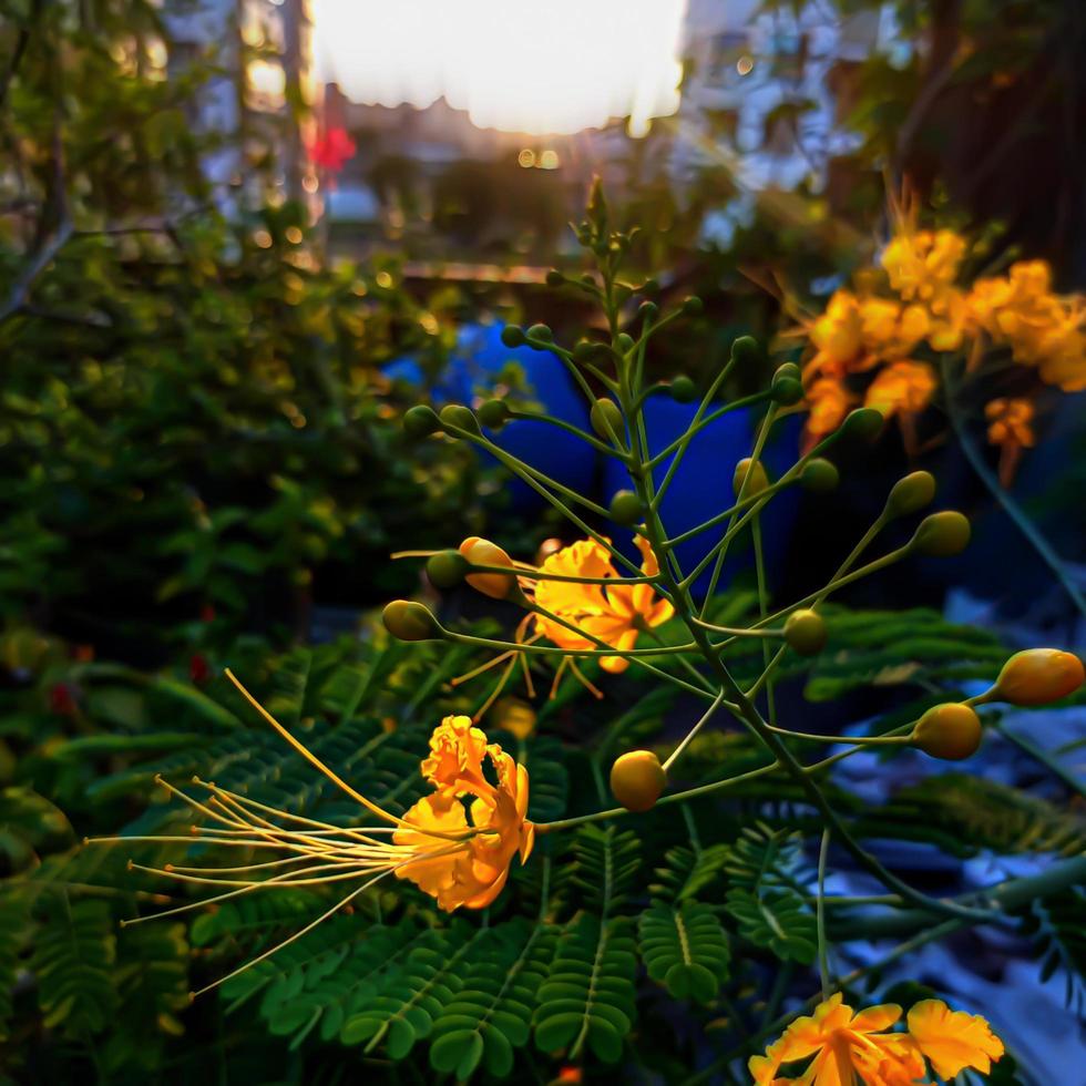 La fleur de paon est une espèce de plante à fleurs de la famille des fabaceae, originaire des régions tropicales et subtropicales des Amériques. photo