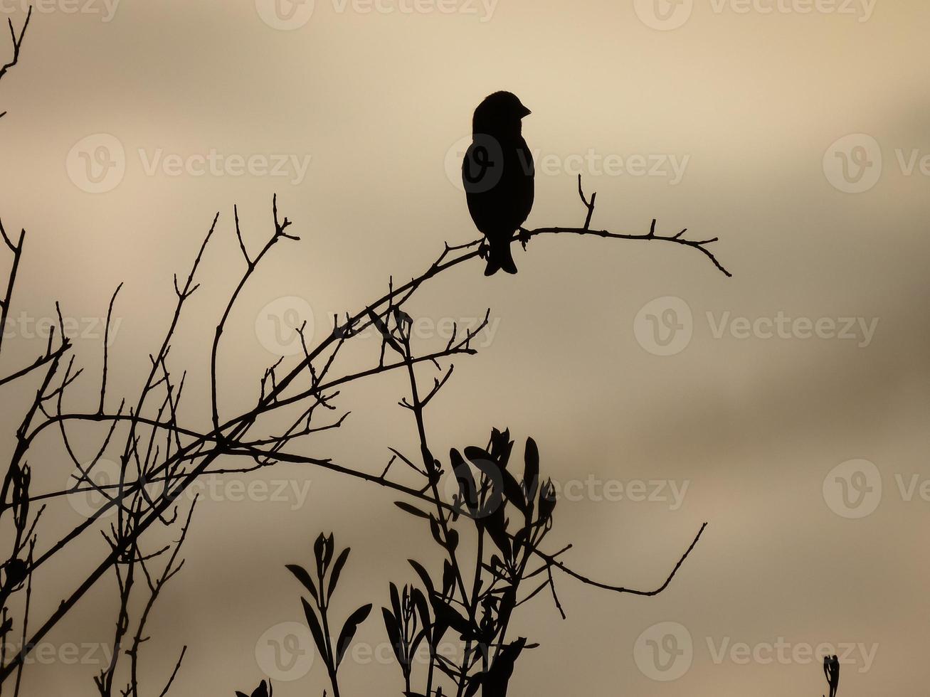 photographie de silhouette d'oiseau photo