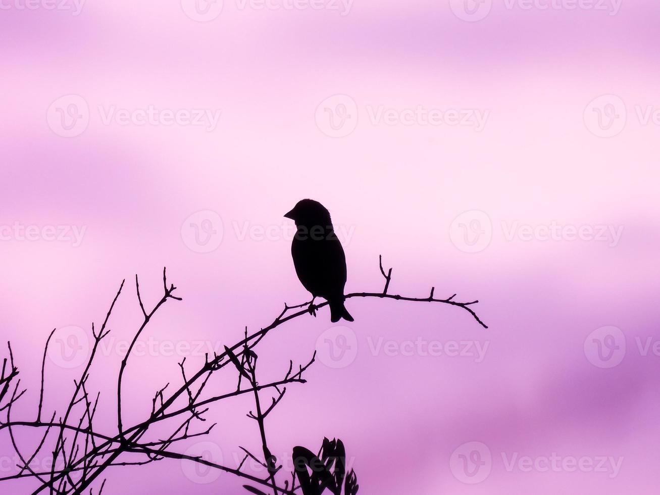 photographie de silhouette d'oiseau photo