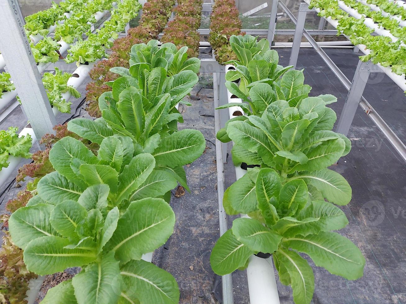 mise au point sélective des plantes potagères hydroponiques. Le nom scientifique de la laitue tige est lactuca sativa var angustana. photo