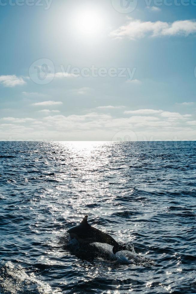silhouette de dauphin nageant dans l'océan photo