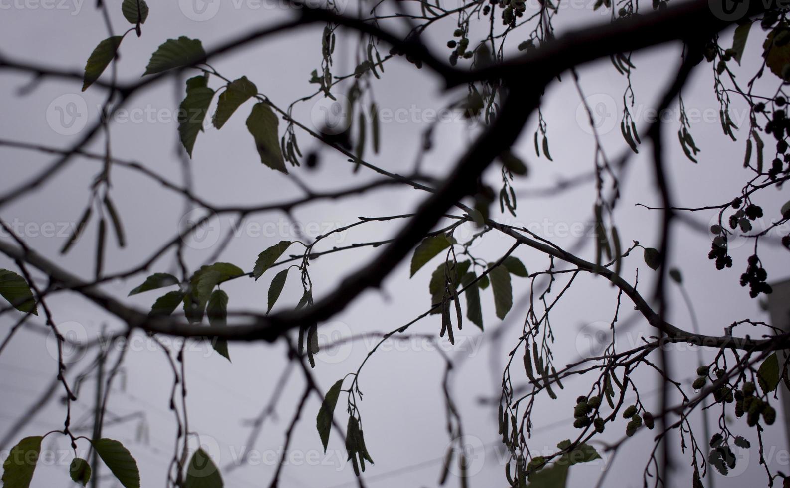 aulne avec des gouttes de pluie sur le fond de l'automne photo