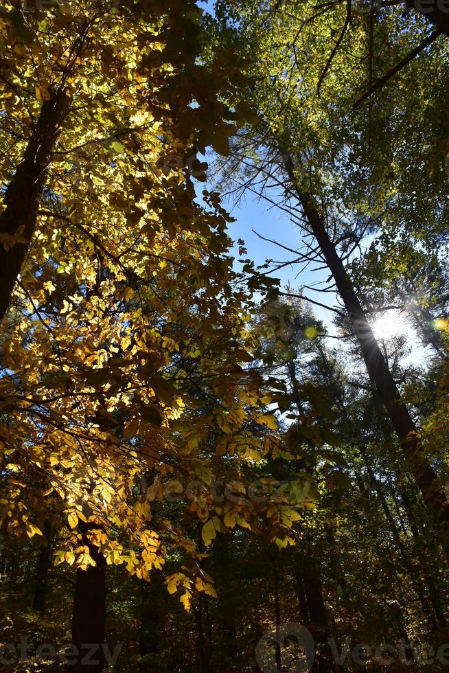 feuillage d'automne avec des feuilles qui changent de couleur dans une forêt photo