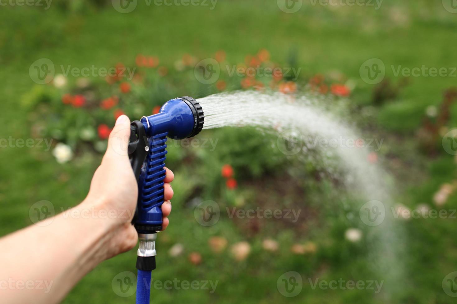 arrosage jardin vert avec tuyau extérieur. main avec tuyau saupoudrer les plantes d'arrosage dans le jardin. arroser la pelouse ou les plantes du jardin. homme jardinier avec arroseur dans le jardin photo