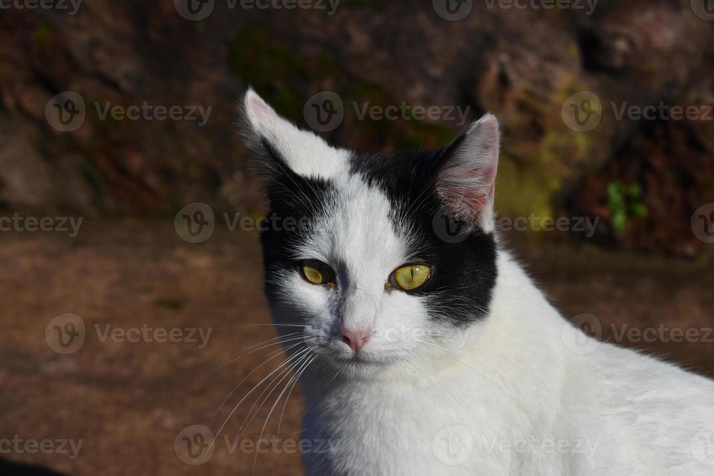 beau chat domestique blanc et noir aux yeux jaunes photo