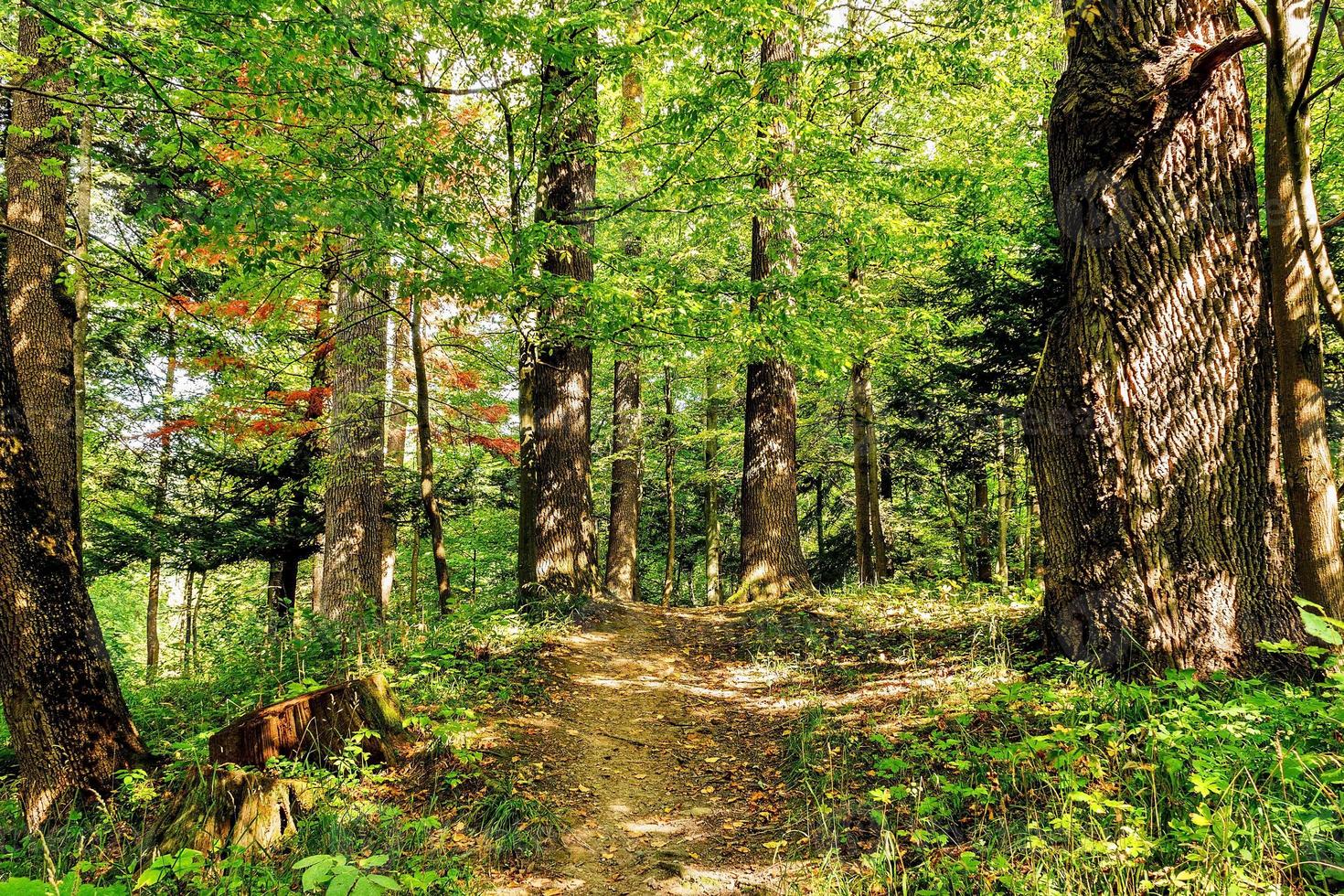 chemin chemin chemin par une journée ensoleillée dans la forêt ensoleillée d'été au coucher ou au lever du soleil. bois de la nature au soleil photo