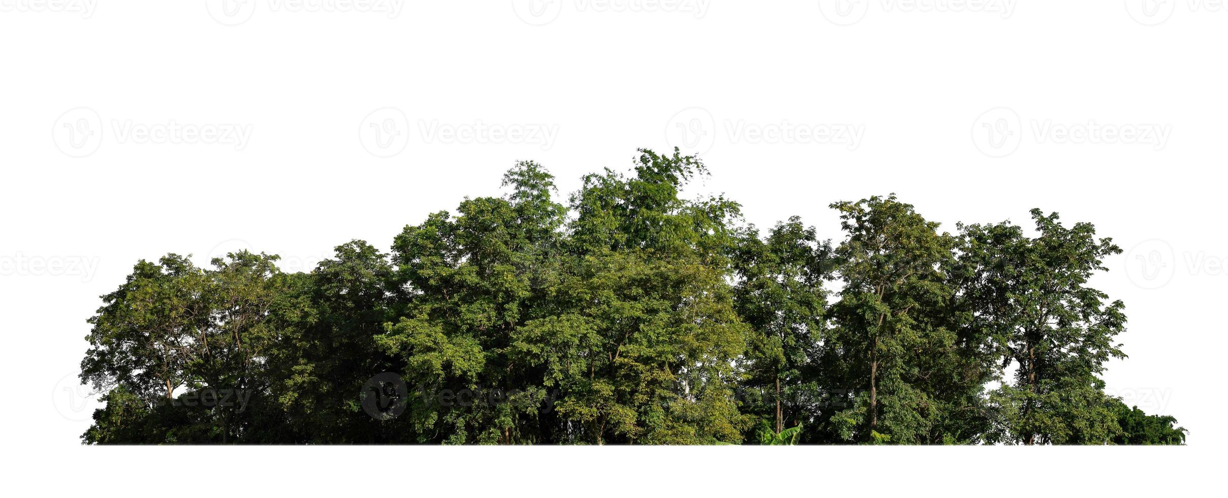 forêt et feuillage en été isolé sur fond blanc photo