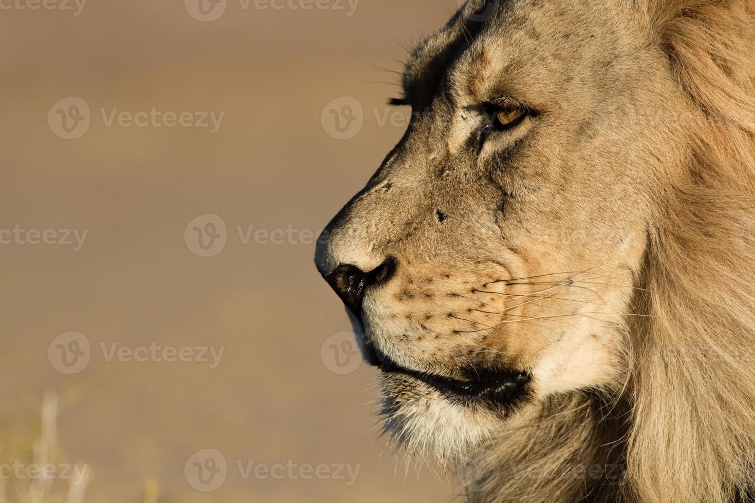 extrême gros plan dans la tête d'un lion du kalahari. photo