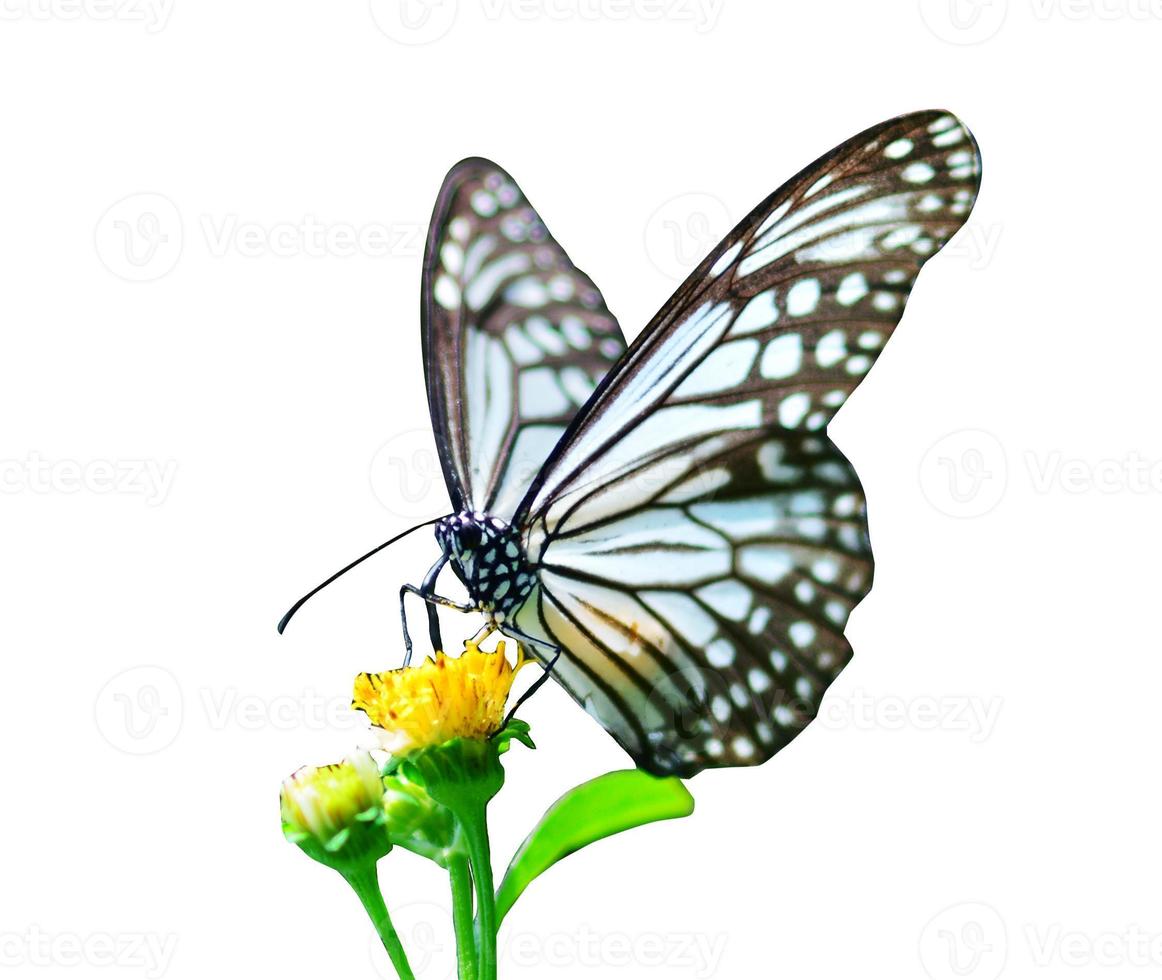papillon sur fond blanc facile à utiliser dans les projets. photo