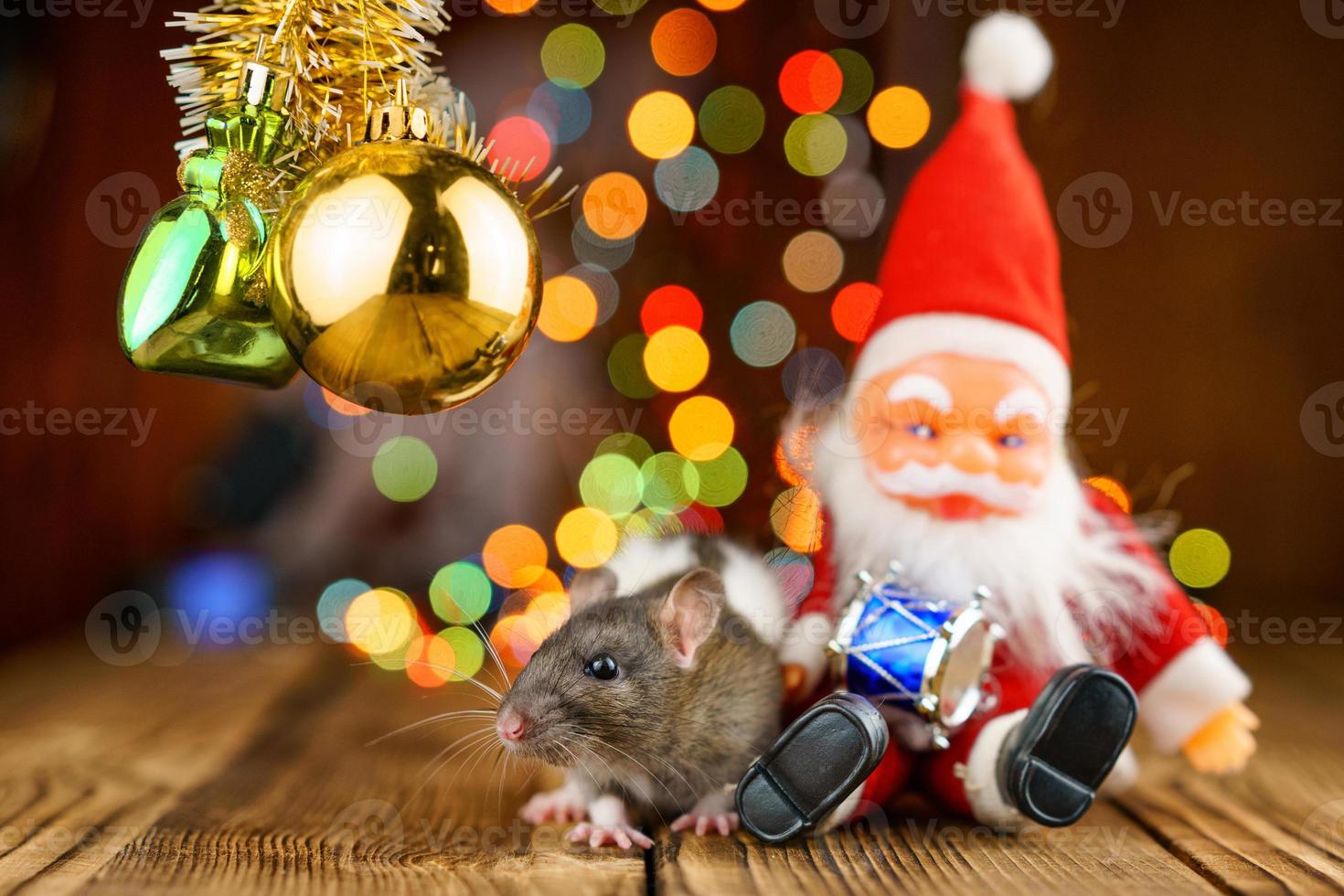 rat mignon dans un décor de noël, père noël et bokeh photo