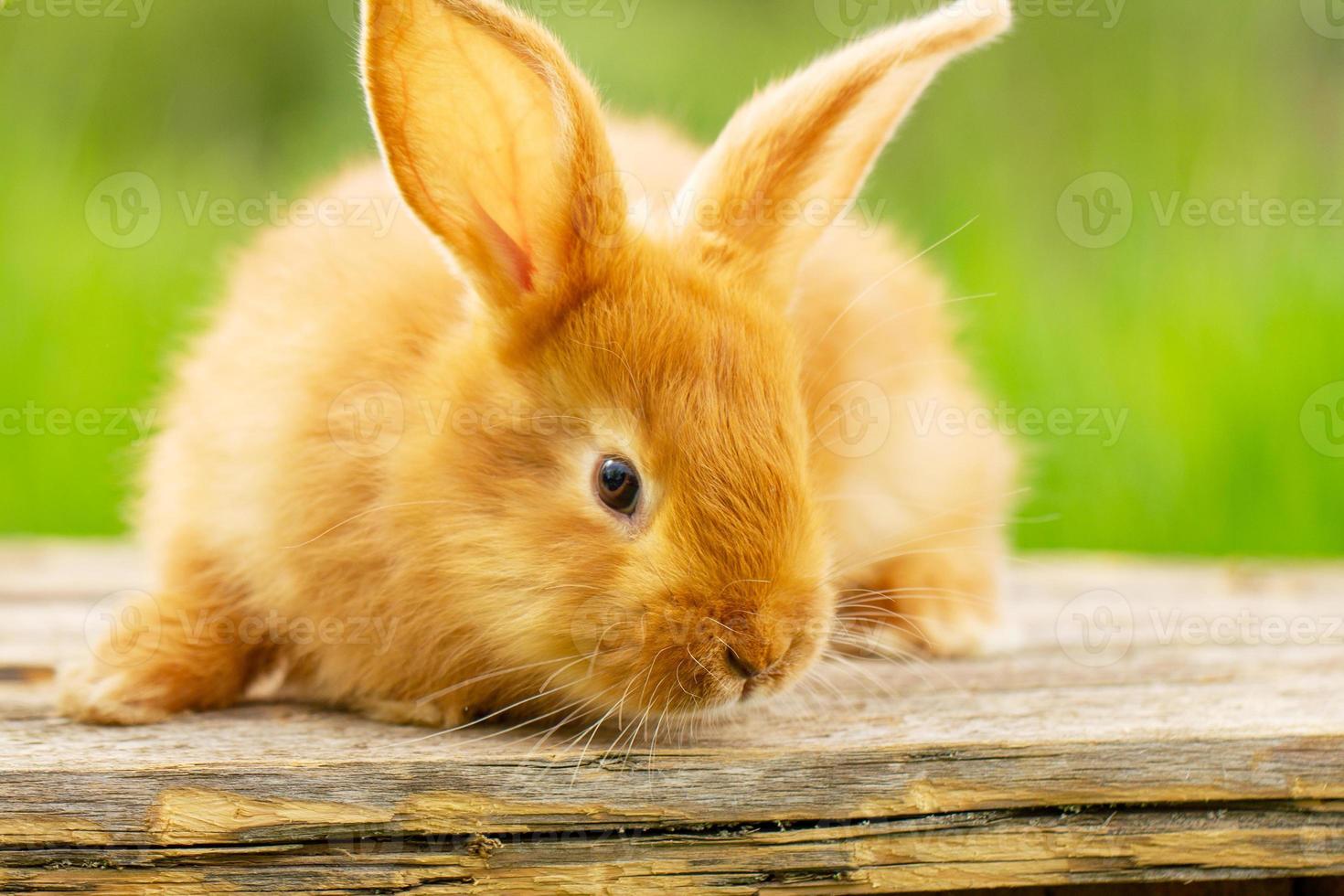 mignon lapin rouge assis sur un fond vert naturel, ambiance printanière. photo