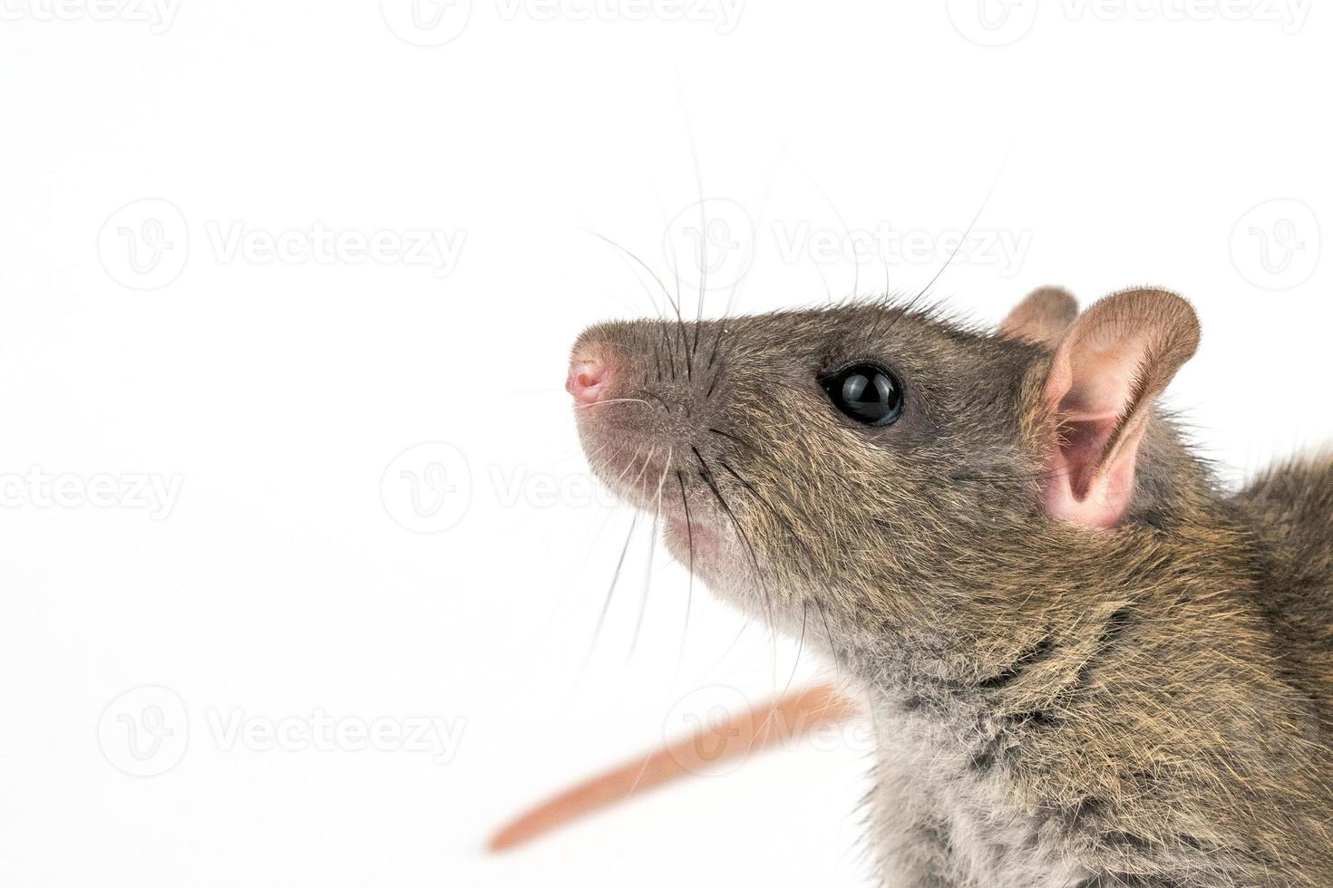 rat à main décoratif sur fond blanc photo