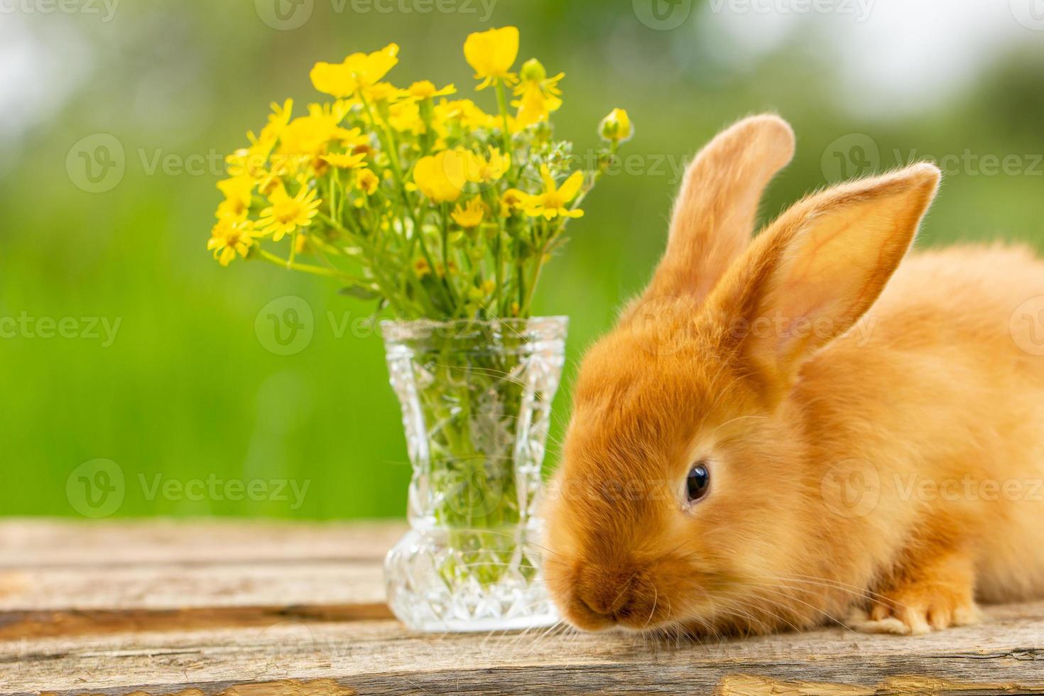 mignon lapin rouge assis sur un fond vert naturel, ambiance printanière. photo