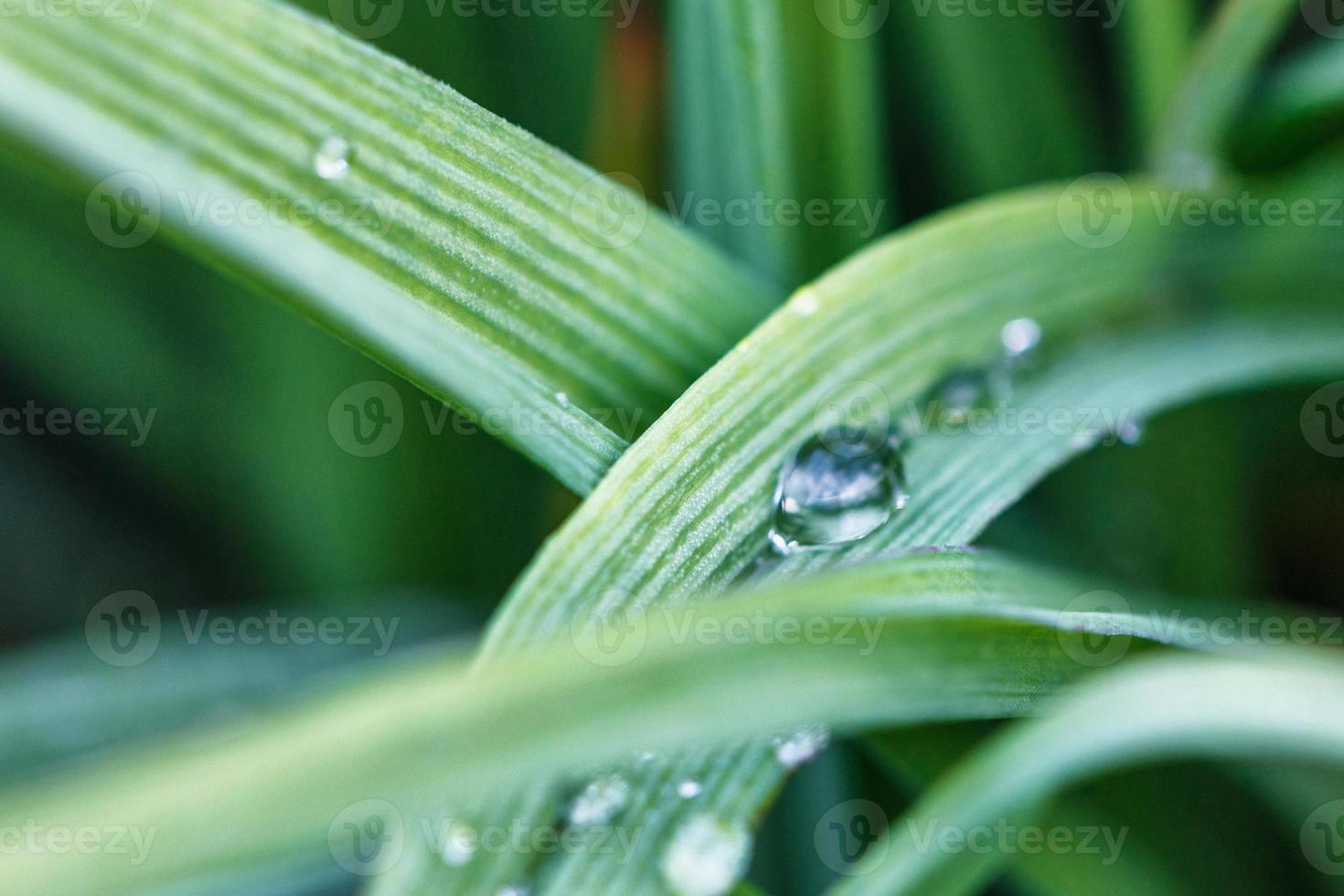 Agropyre vert herbe close-up gouttes de rosée, soft focus photo