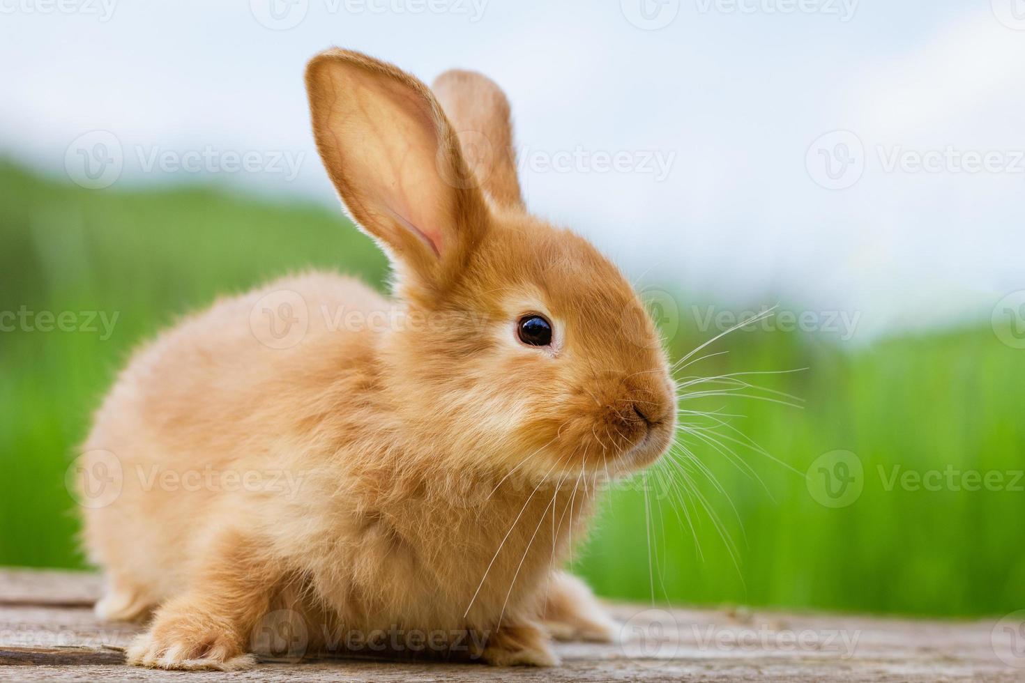 lapin rouge moelleux sur un fond de nature photo