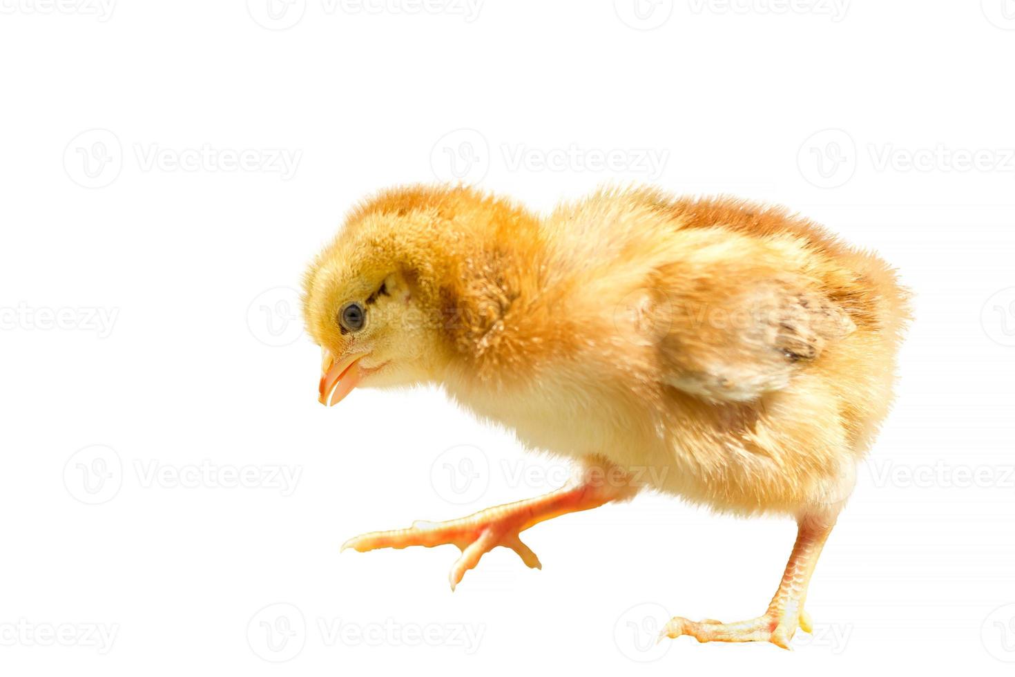 Petit poulet brun sur fond isolé blanc photo