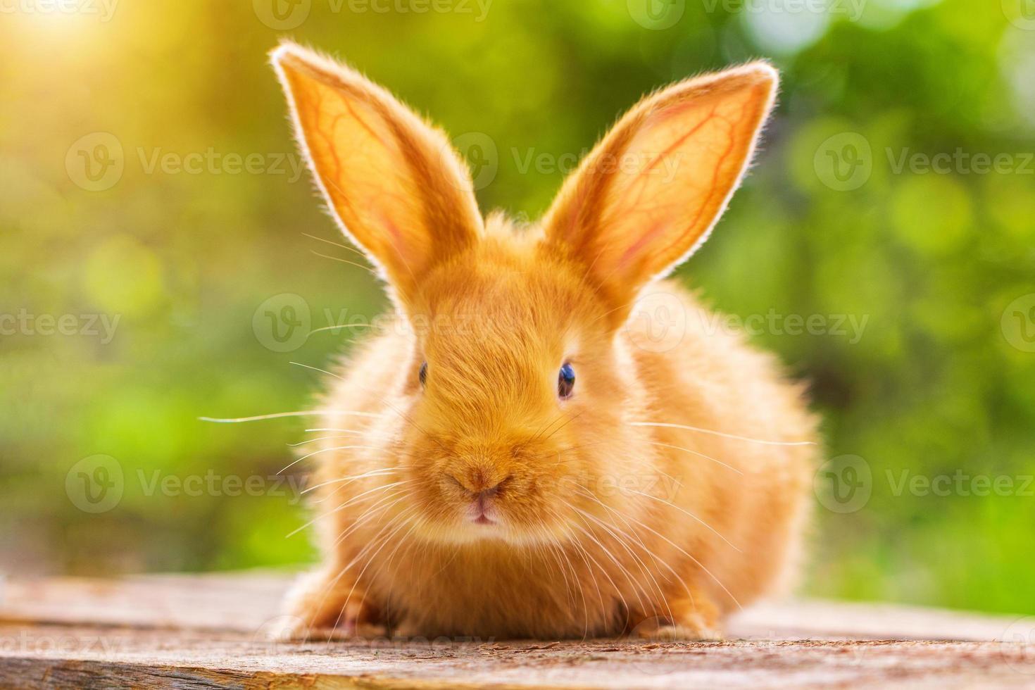 beau lapin rouge sur fond vert naturel photo