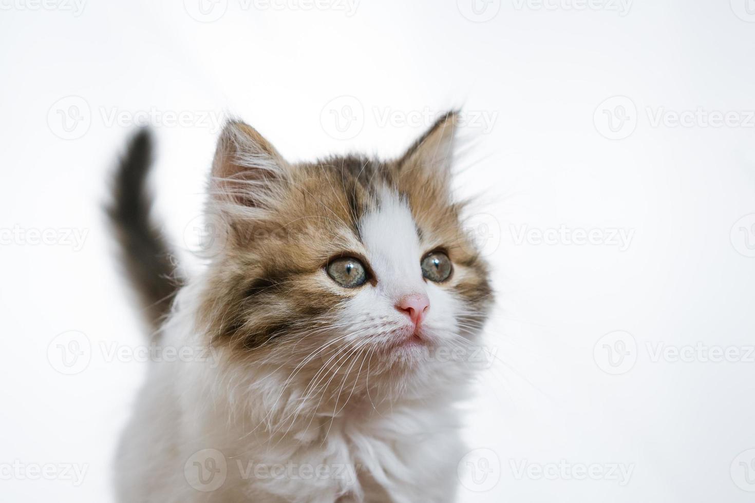 portrait d'un chaton drôle sur fond clair photo