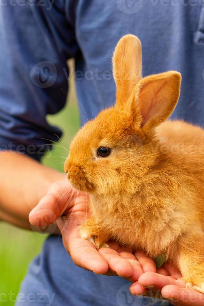 mignon lapin rouge assis sur ses mains. photo