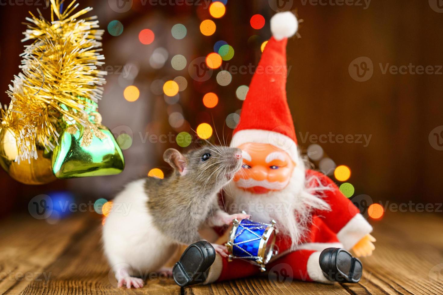 rat mignon dans un décor de noël, père noël et bokeh photo