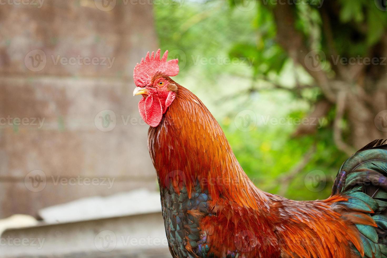 portrait d'un coq au plumage brillant photo