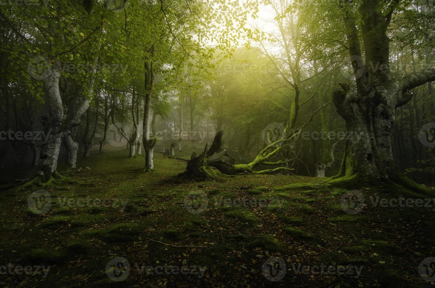 forêt profonde photo