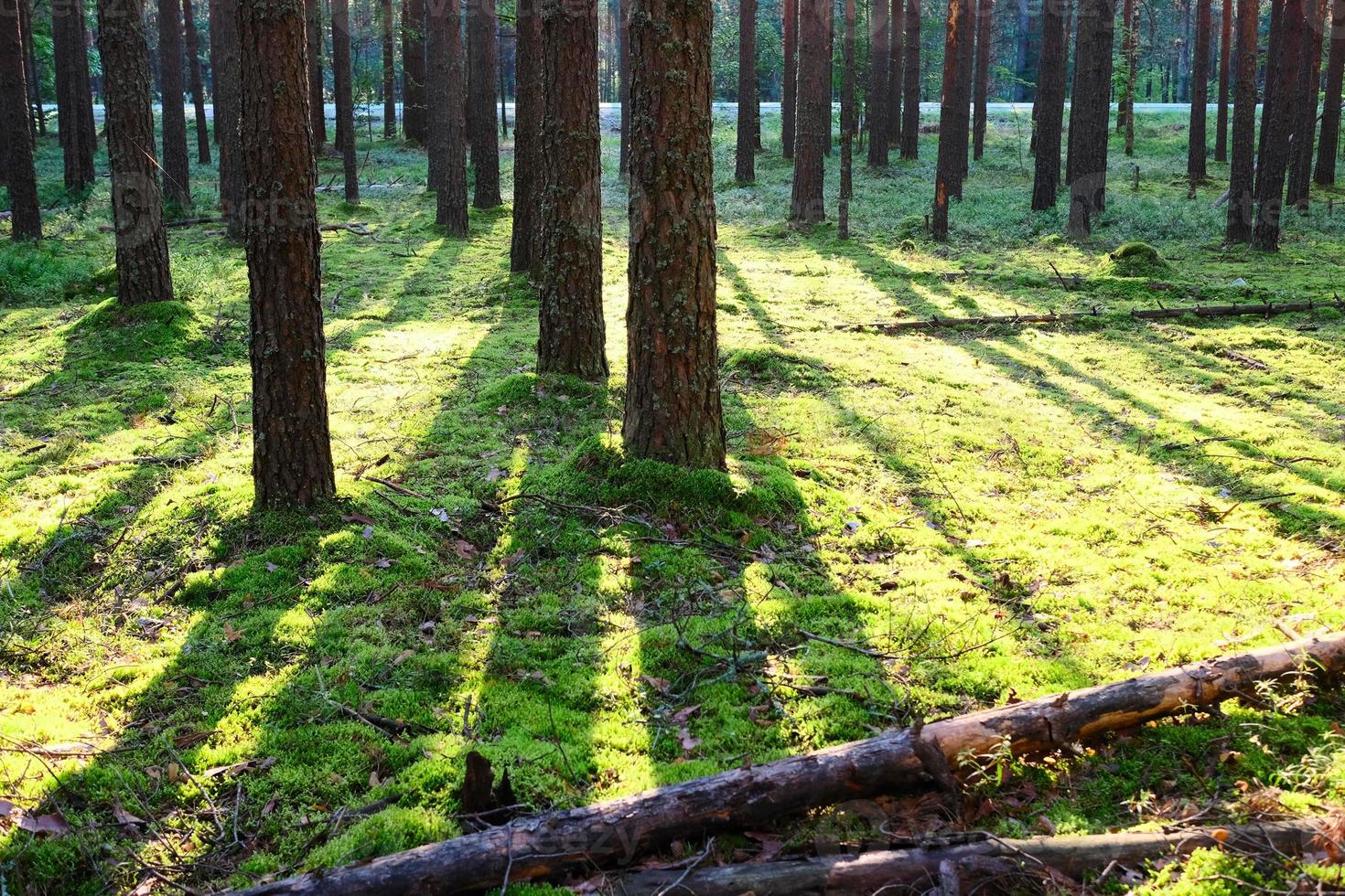 lever du soleil dans la forêt de pins photo
