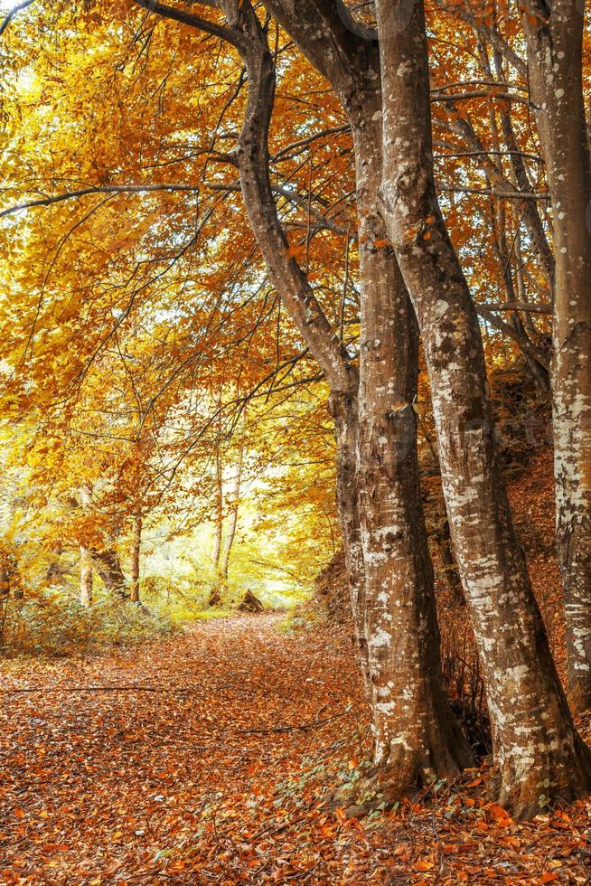 arbres dans la forêt à l'automne photo