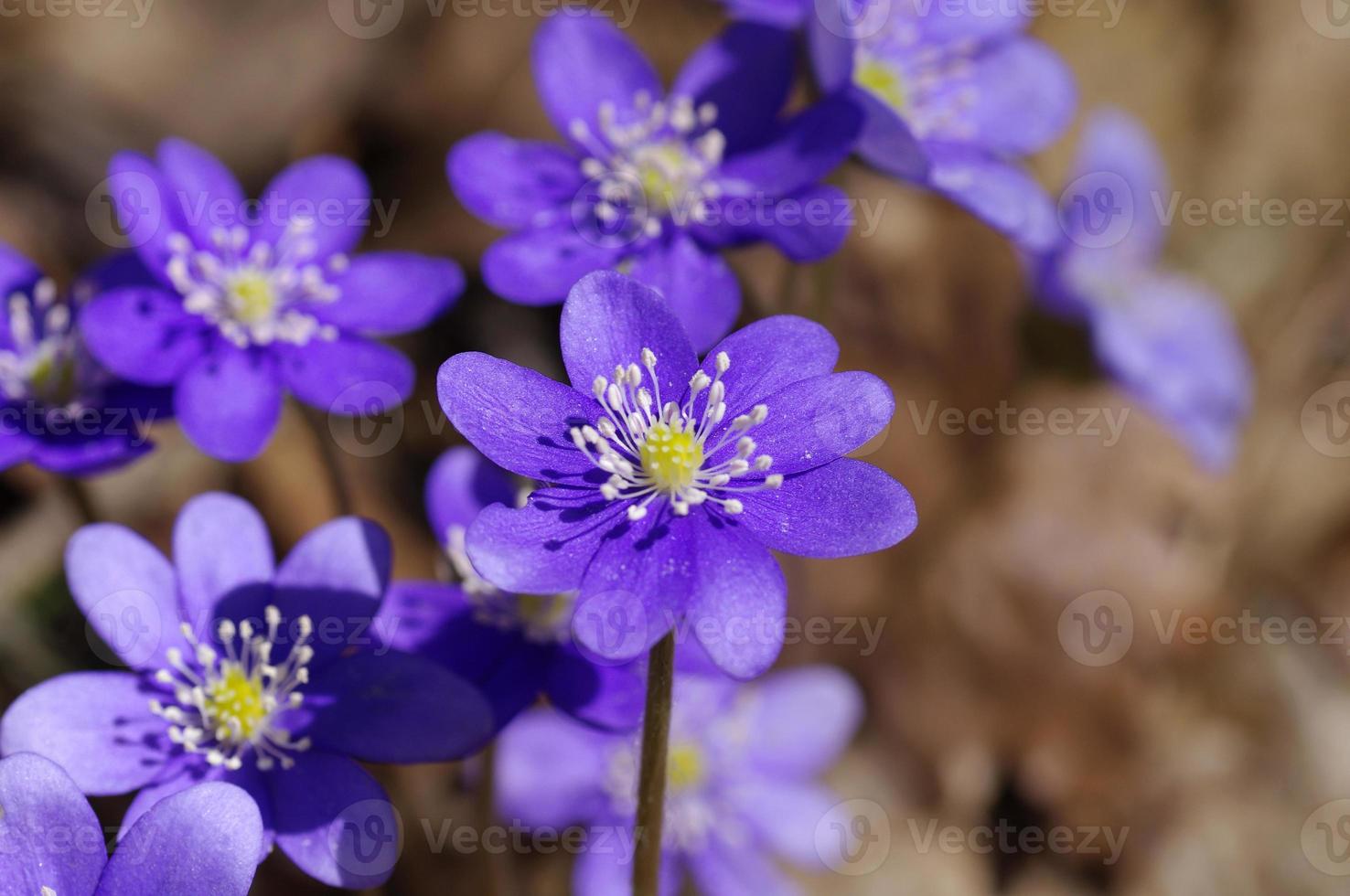 premières fleurs bleues printanières, violettes en forêt 1319208 Banque de  photos