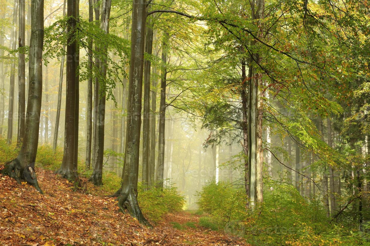 forêt de hêtres d'automne dans le brouillard photo
