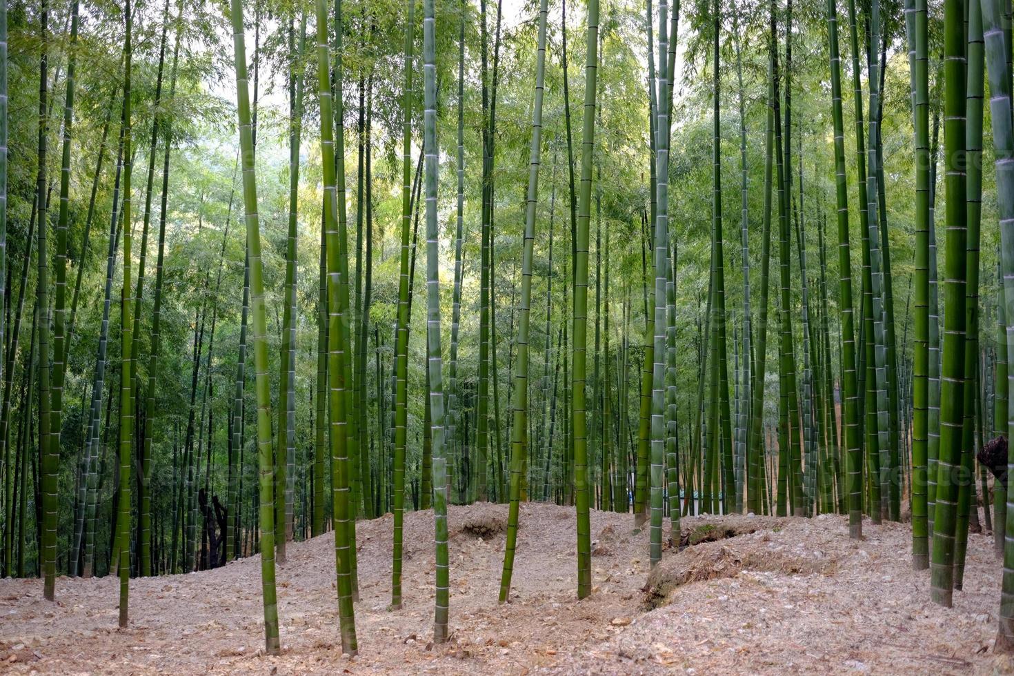 beaucoup de bambou en forêt photo