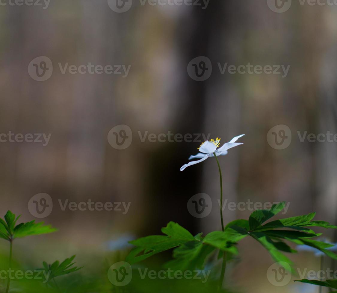 Anémones sauvages, anémone nemorosa, dans une forêt de bouleaux 1320479  Banque de photos