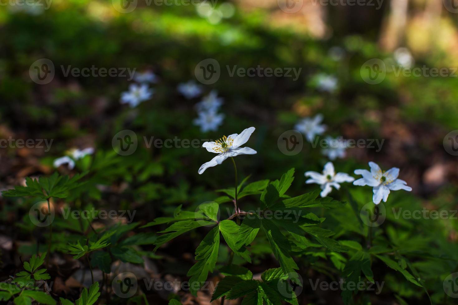 Anémones sauvages, anémone nemorosa, dans une forêt de bouleaux 1322075  Banque de photos