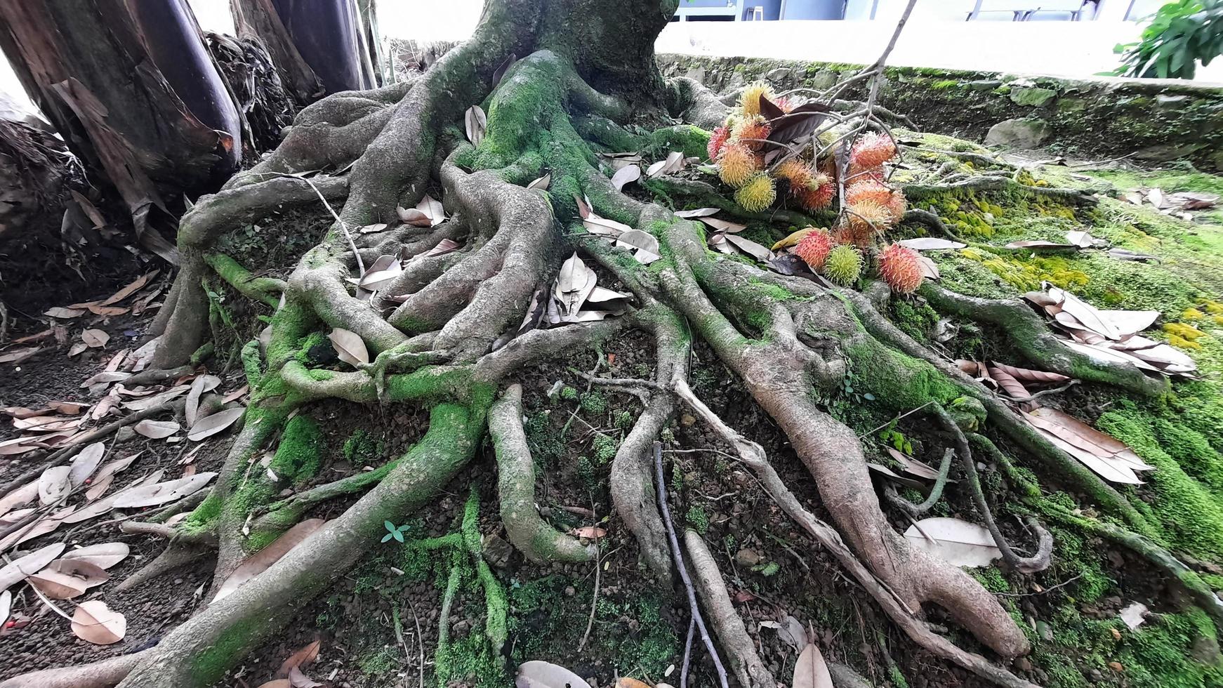 les racines du ramboutan qui sont belles sont tordues de mousse qui le recouvre photo