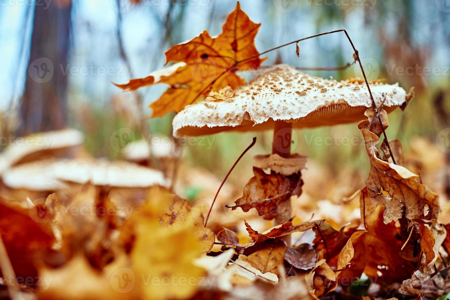 champignon vénéneux sur fond de feuilles mortes photo