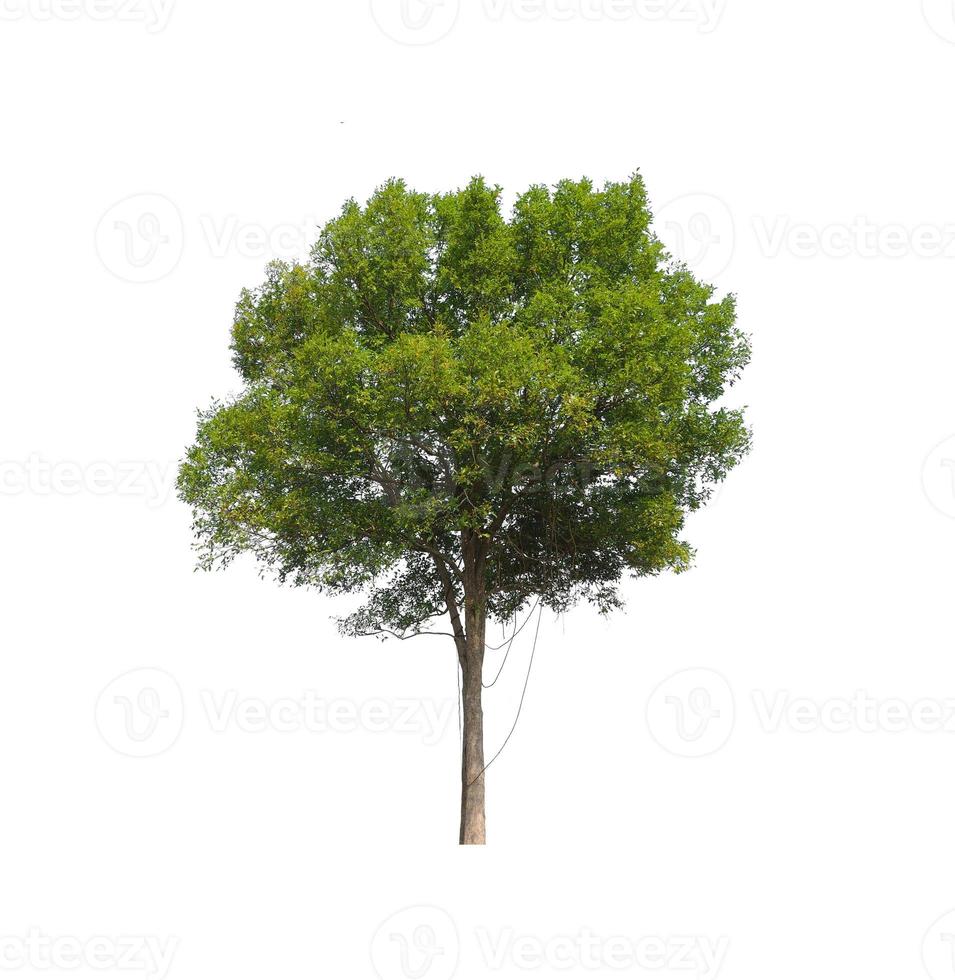 les arbres isolés sur fond blanc conviennent à la fois à l'impression et aux pages Web photo