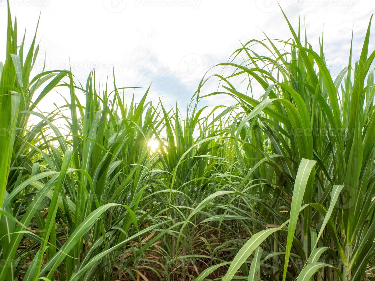 champ de canne à sucre au lever du soleil. vue aérienne ou vue de dessus de la canne à sucre ou de l'agriculture en thaïlande. photo