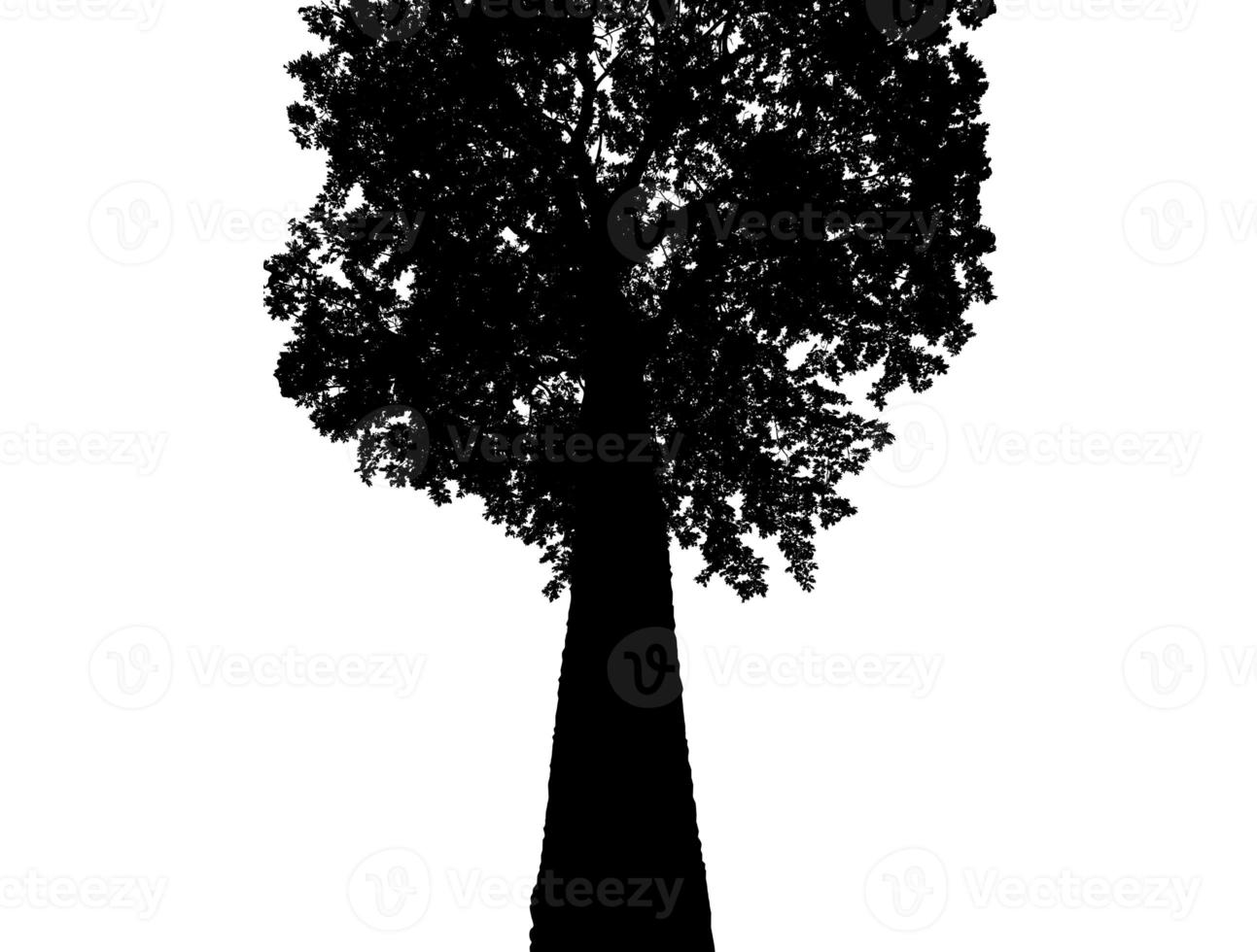 silhouette d'arbre pour pinceau sur fond blanc photo