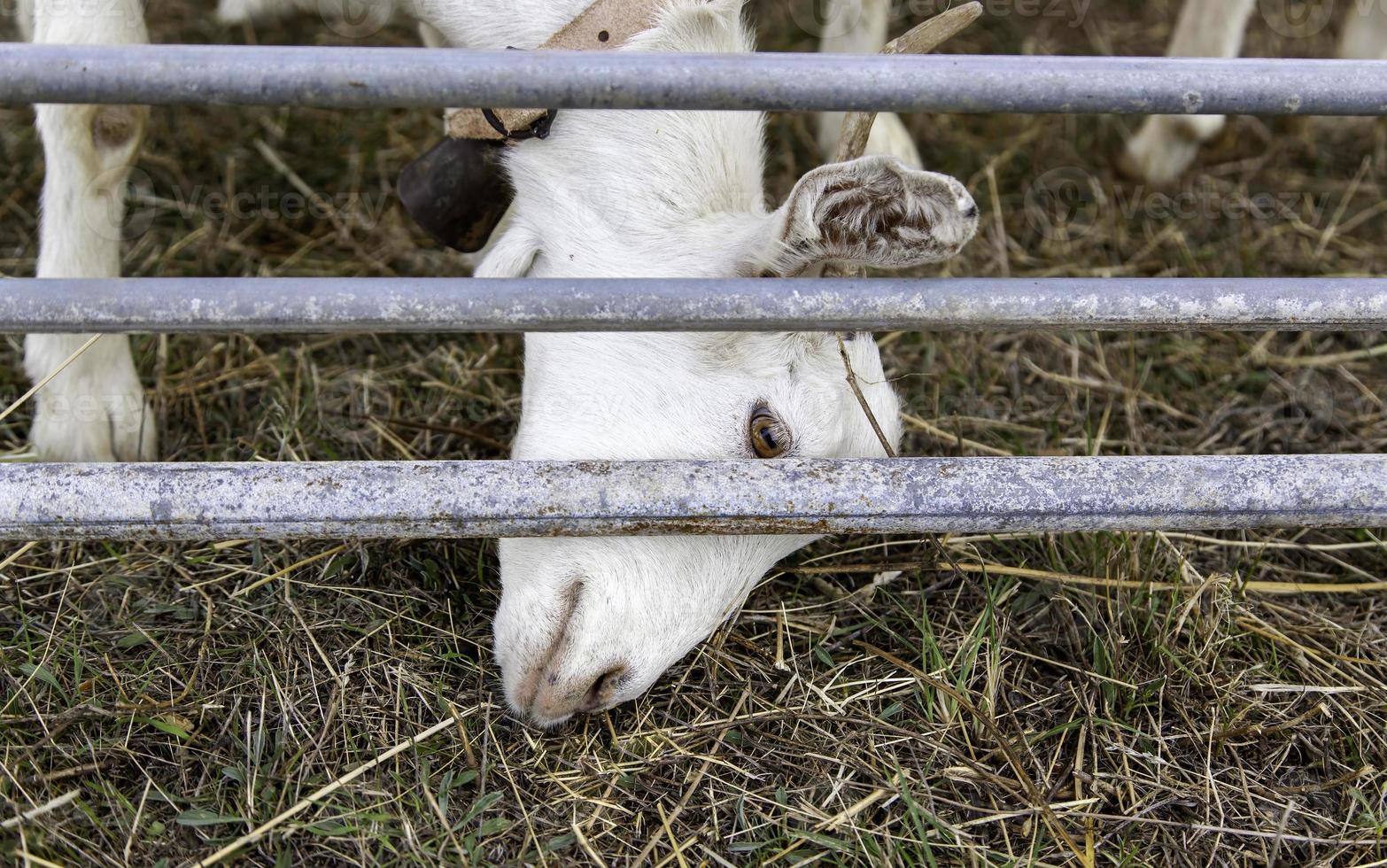 jeune bouc à cornes dans une ferme photo